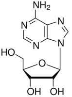 structure of Adenosine CAS 58-61-7
