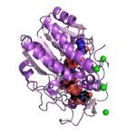 Structure of UDP-glucose 4-epimerase EC 5.1.3.2 CAS 9032-89-7