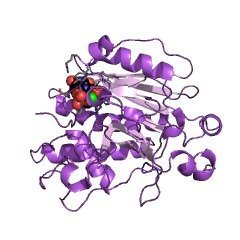 Structure of alpha1, 3-galactosyltransferase; alpha1, 3GalT CAS 62213-42-7 EC 2.4.1.87