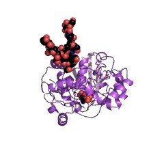 Structure of alpha2,6-sialyltransferase; Pd26ST CAS 9075-81-4 EC 2.4.99.1