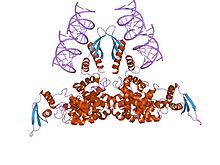 Structure of RNase III CAS UENA-0194