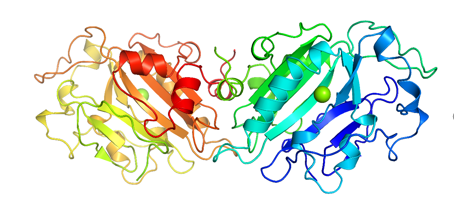 Structure of UltraNuclease CAS 9025-65-4