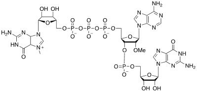 Structure of m7GpppNm CAS UENA-0197