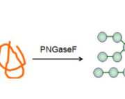 Structure of Glycopeptidase CAS UENA-0200