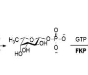 Structure of L-fucokinase-GDP-fucose pyrophos-phorylase CAS UENA-0202