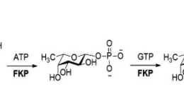 Structure of L-fucokinase-GDP-fucose pyrophos-phorylase CAS UENA-0202