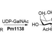 Structure of α1,3-N-acetylgalactosaminyltransferase CAS UENA-0206
