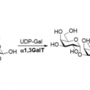 Structure of α1,3-galactosyltransferase CAS UENA-0205