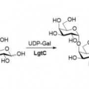 Structure of α1,4-galactosyltransferase CAS UENA-0210