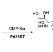 Structure of α2 6-sialyltransferase CAS UENA-0215