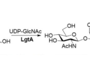 Structure of β1,3-N-acetylhexaminyltransferase CAS UENA-0212