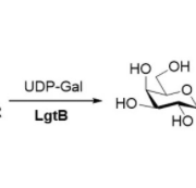 Structure of β1,4-galactosyltransferase CAS UENA-0211