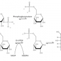Structure of Phosphoglucomutase CAS 9001-81-4