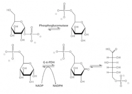 Structure of Phosphoglucomutase CAS 9001-81-4